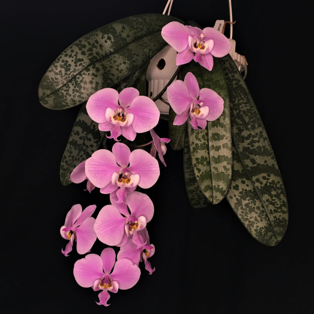 Phalaenopsis schilleriana 'Nelly'