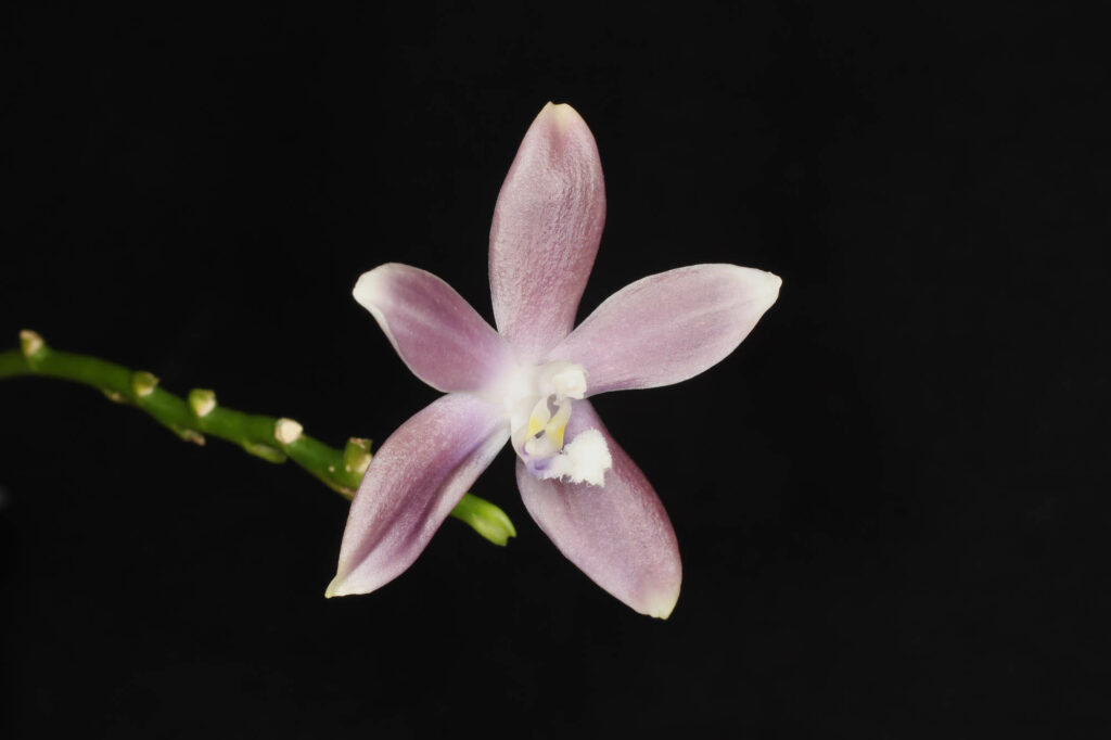Phalaenopsis tetraspis f. livida