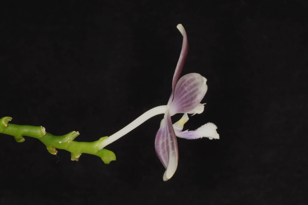 Phalaenopsis tetraspis f. livida