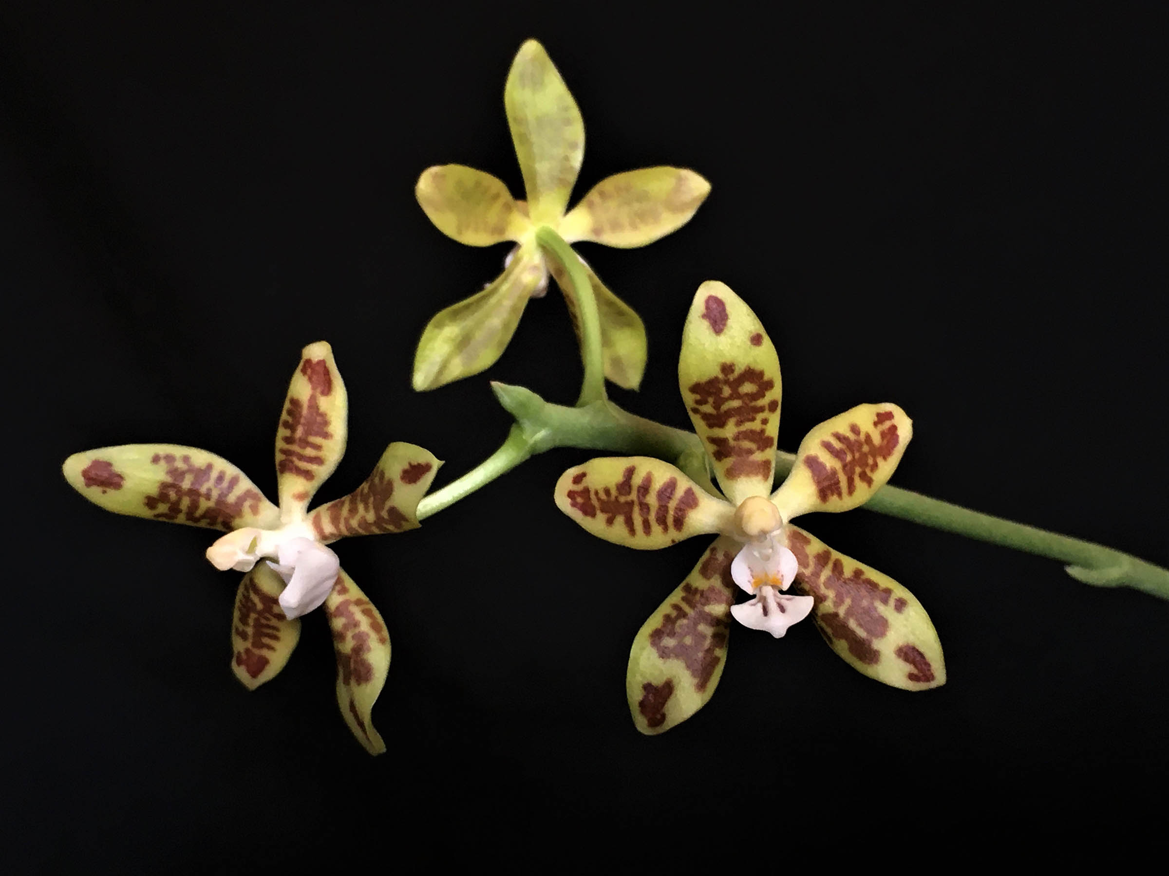 Phalaenopsis viridis