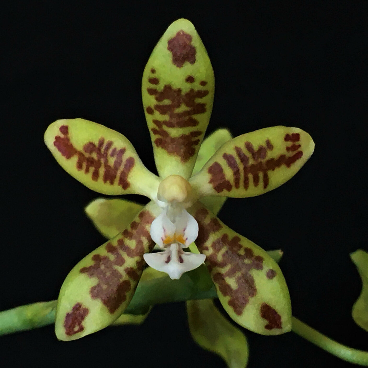Phalaenopsis viridis Orchidee.de