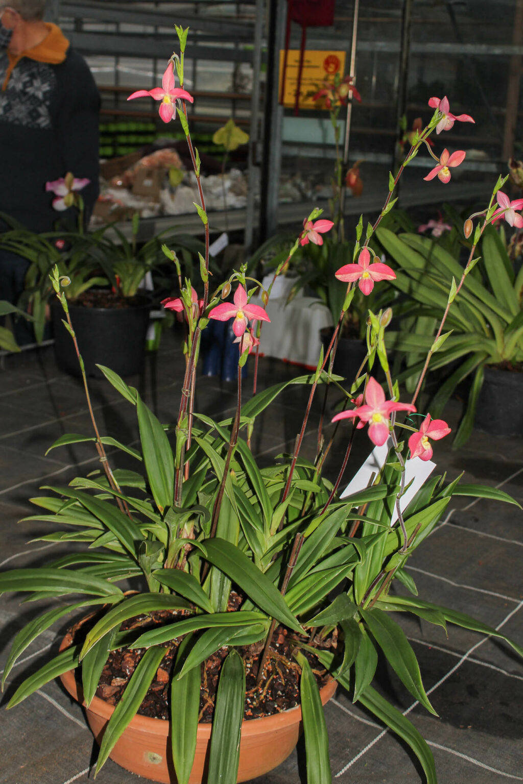 Phragmipedium Hanne Popow Orchidee.de