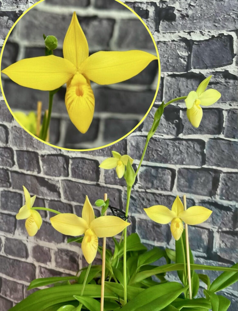 Phragmipedium besseae 'The yellow Wonder'