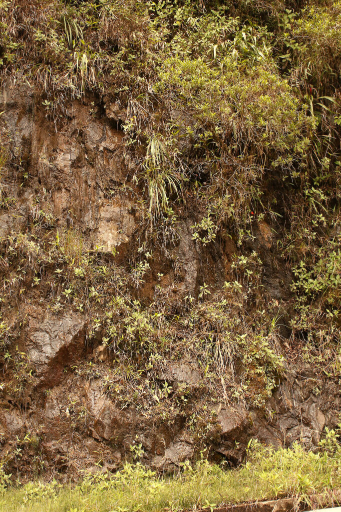 Phragmipedium besseae Standort