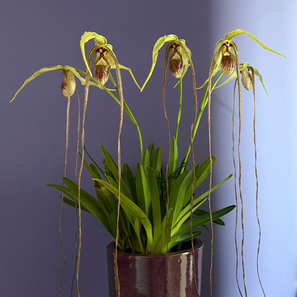 Phragmipedium humboldtii 'Fortuna Big'