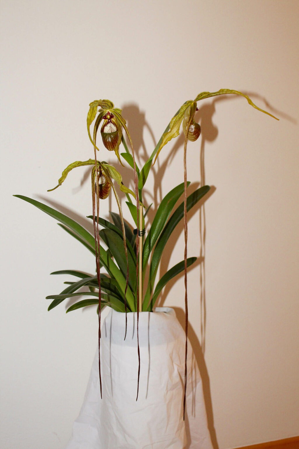 Phragmipedium humboldtii Orchidee.de