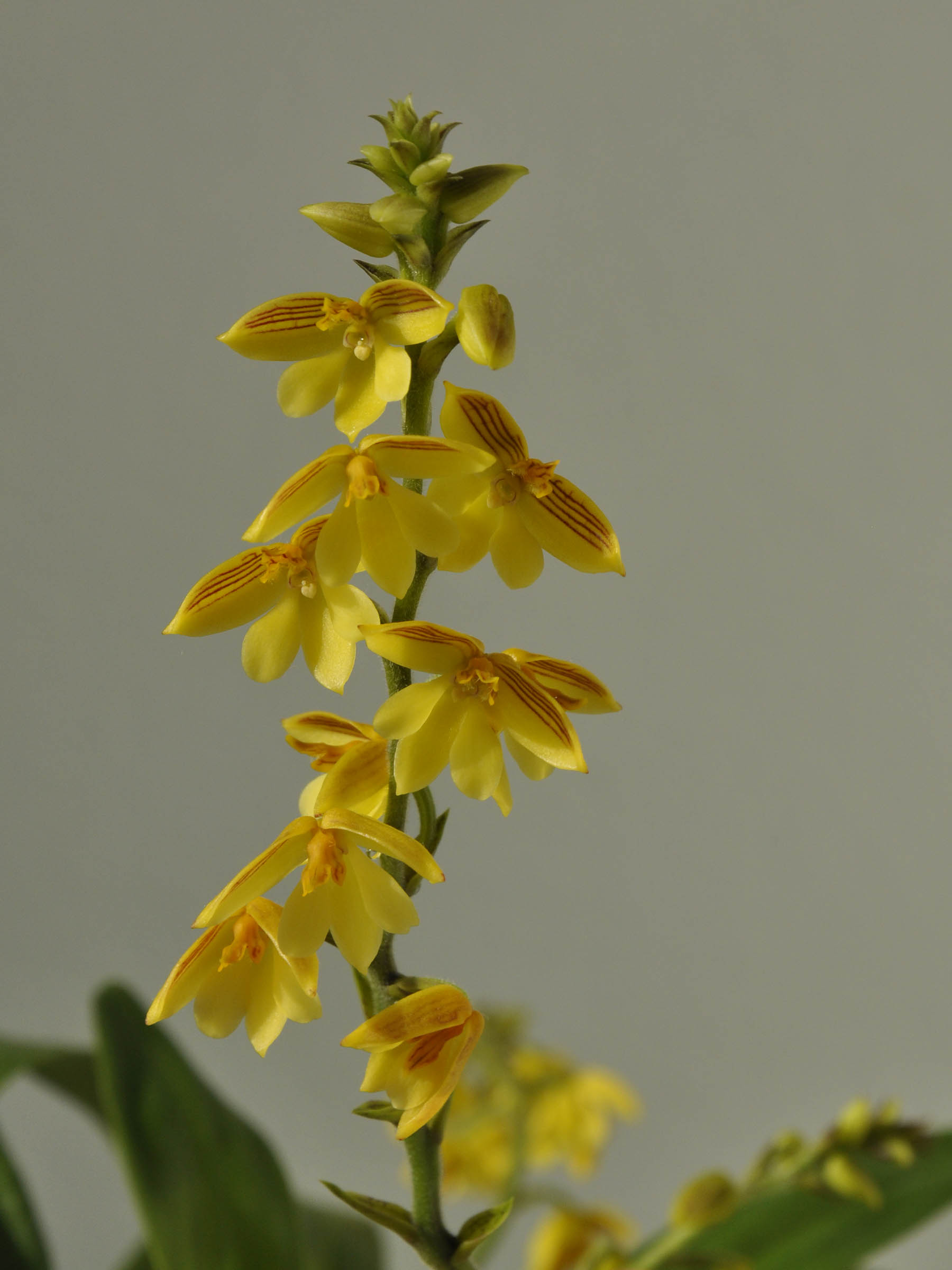 Polystachya pubescens Orchidee.de