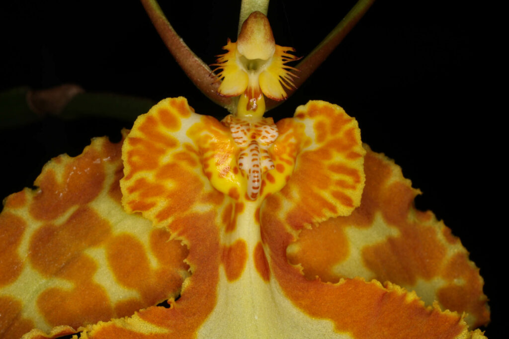 Psychopsis Butterfly