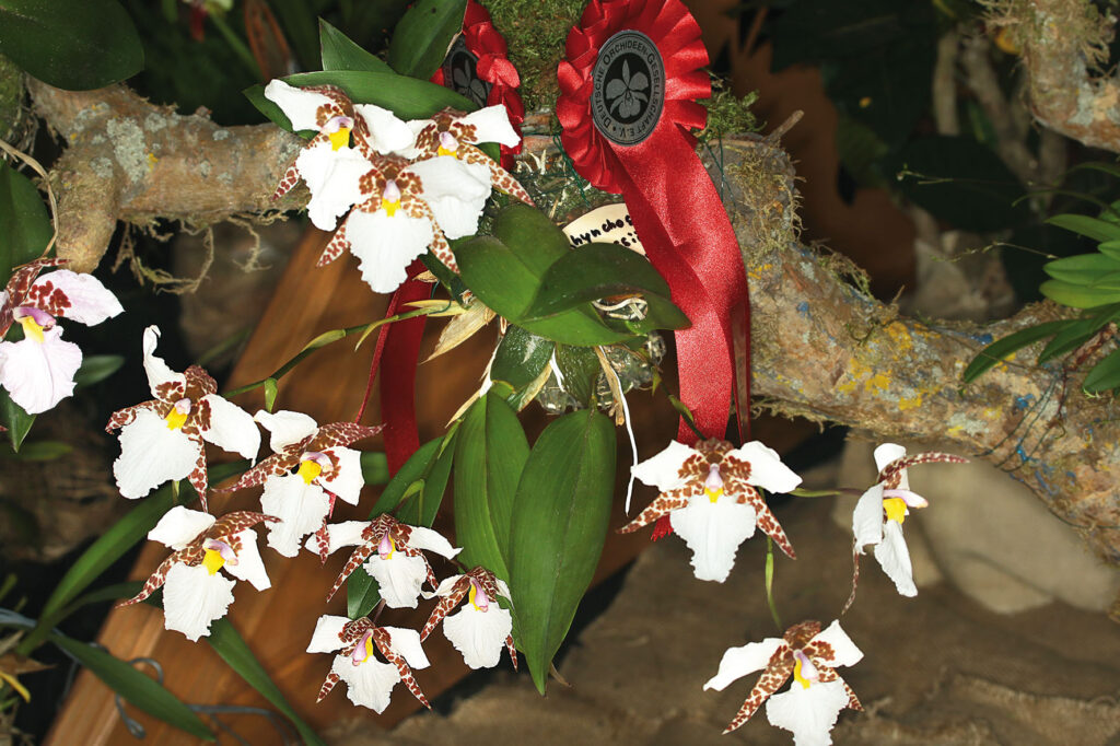 Rhynchostele rossii