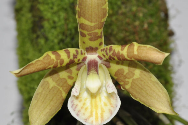 Scuticaria hadwenii