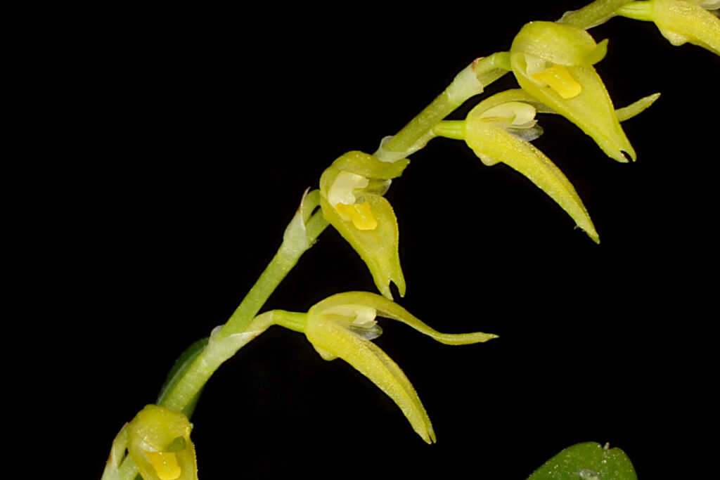 Specklinia costaricensis