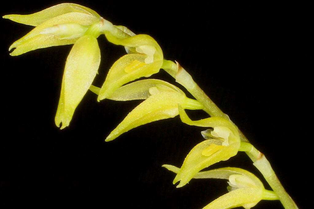 Specklinia costaricensis