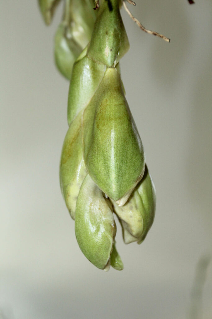Stanhopea deltoidea
