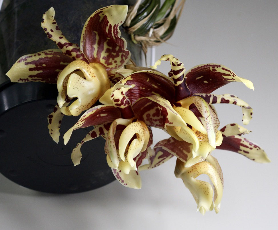 Stanhopea tigrina var. nigroviolacea 'Xenomorph'