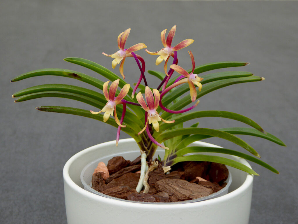 Vanda falcata 'Myeongwol'