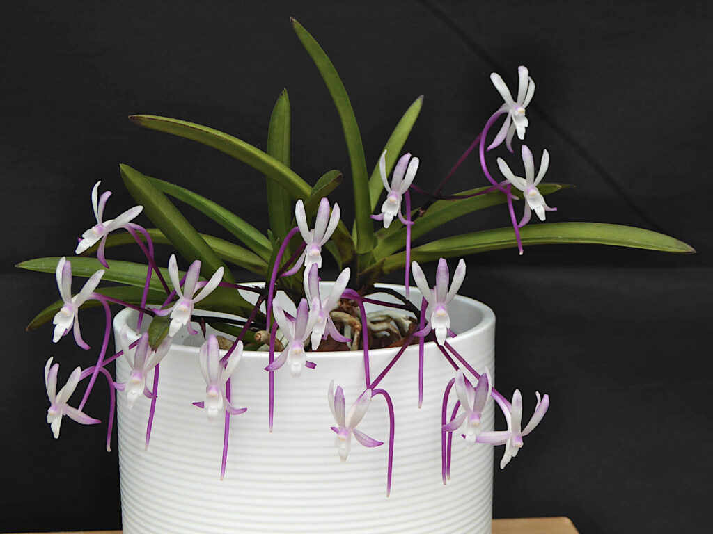 Vanda falcata 'Shukou'