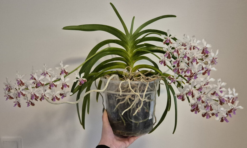 Vanda lamellata 'Okinawa'