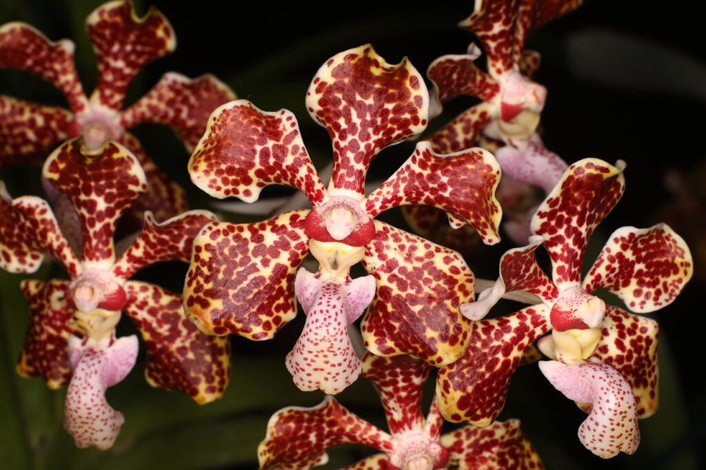 Vanda lombokensis