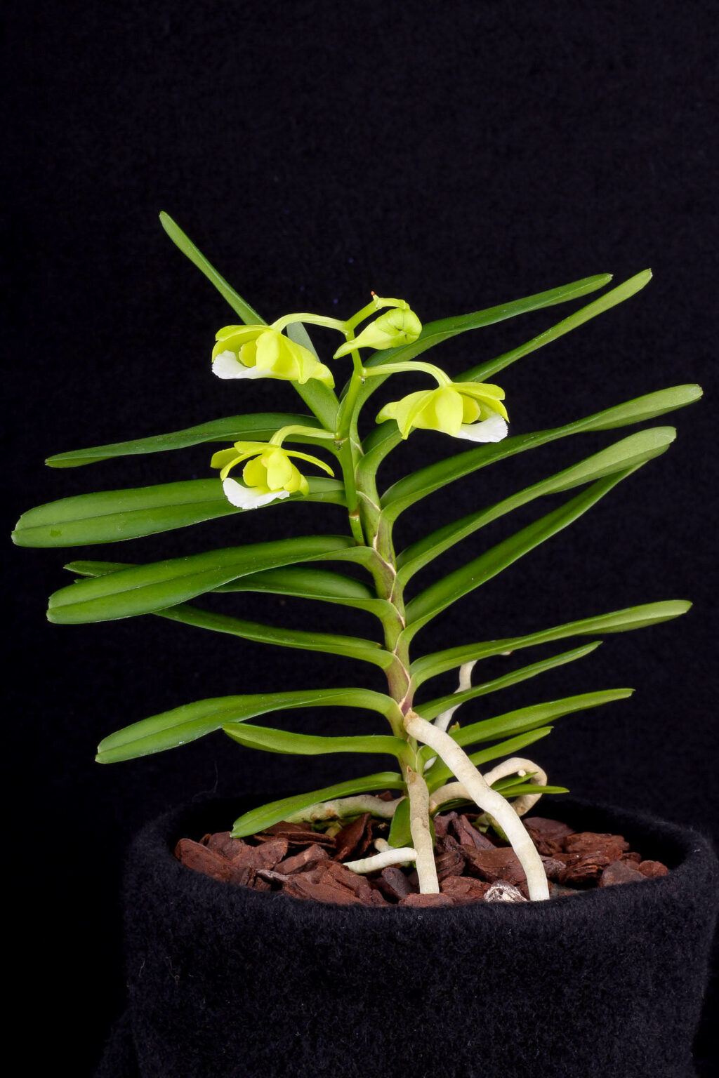 Vanda vietnamica Orchidee.de